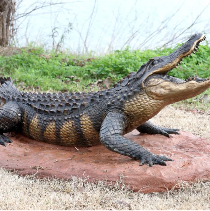 American Alligator