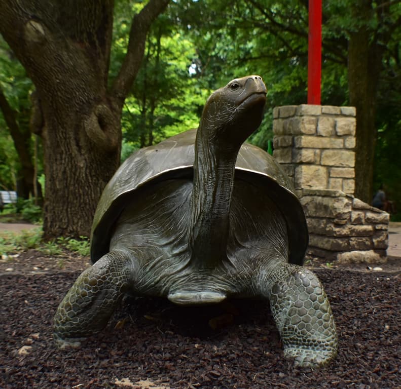 Galapagos Tortoise