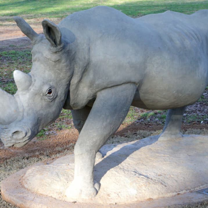 White Rhino
